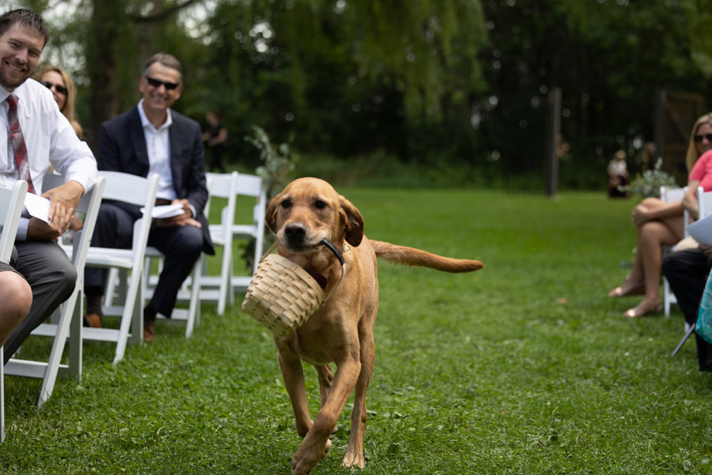 dog-ring-bearer-carrying-basket