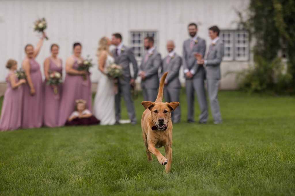 wedding-party-photo-dog-running-at-camera