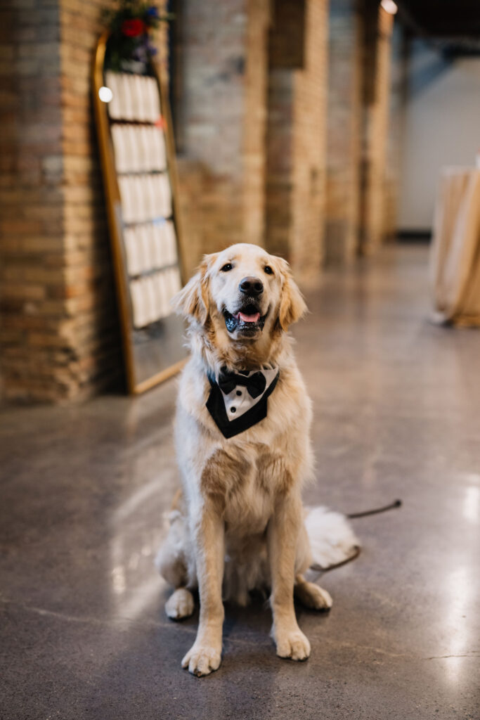 dog wearing bowtie in wedding ceremony at Essence Event Center