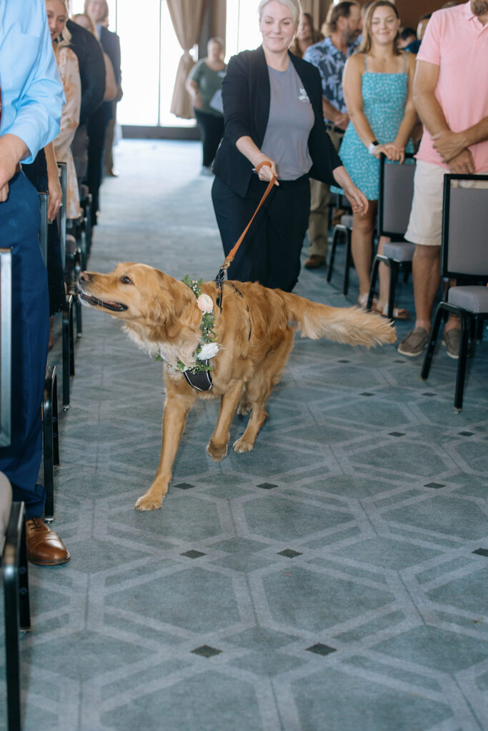 doggy social walking dog down aisle downtown Minneapolis wedding ceremony