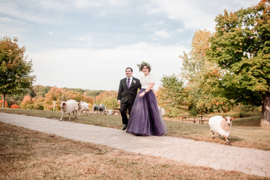 Bride and groom walking with sheep through field