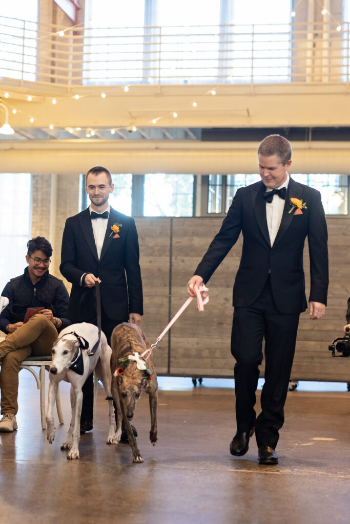 greyhounds walked down the aisle for wedding ceremony