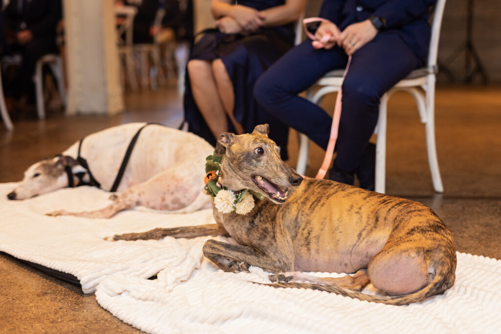 greyhounds laying on blankets watching wedding ceremony